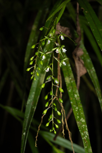 Epidendrum guaridense Hágsater & E.Santiago 5