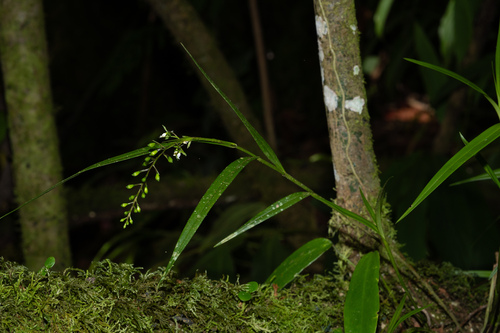 Epidendrum guaridense Hágsater & E.Santiago 6