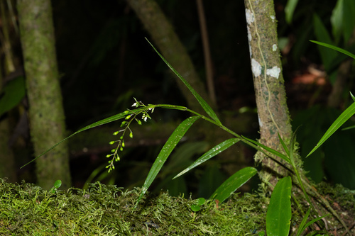 Epidendrum guaridense Hágsater & E.Santiago 7