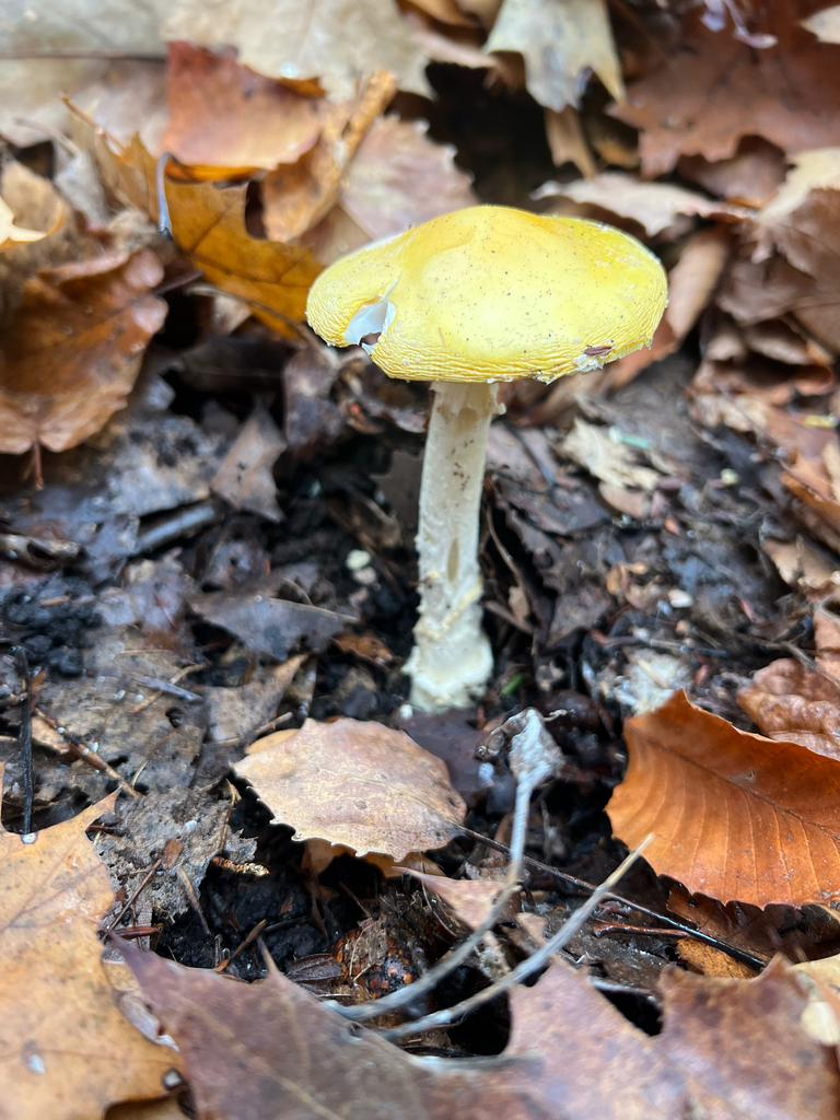 amanita mushrooms