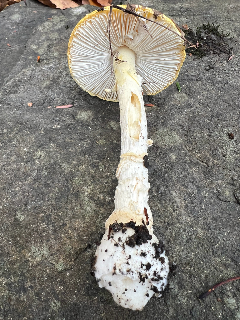 amanita mushrooms