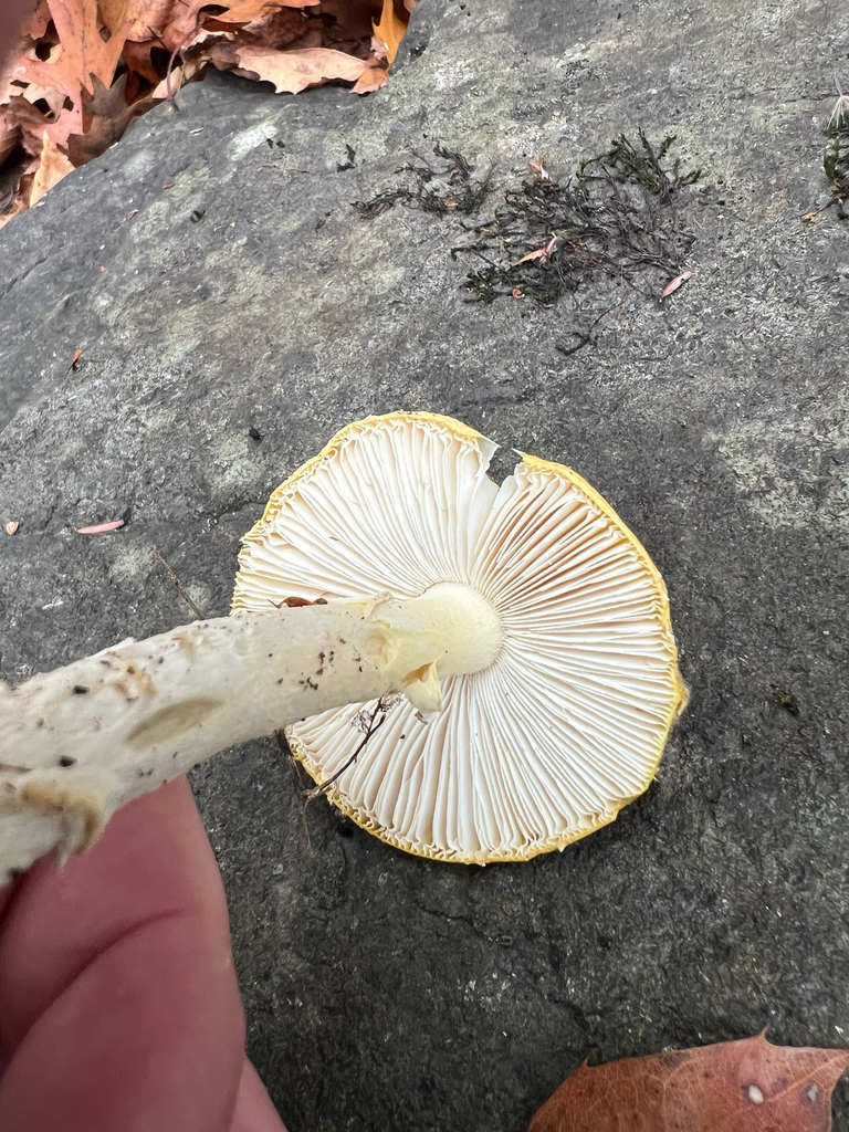 amanita mushrooms