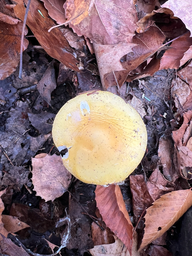 amanita mushrooms