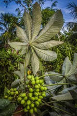 Pourouma cecropiifolia