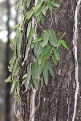 Parsonsia eucalyptophylla