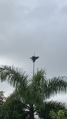 Ara ararauna