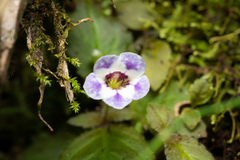 Diastema vexans, photograph (c) Daniel Mesa, some rights reserved (CC BY)