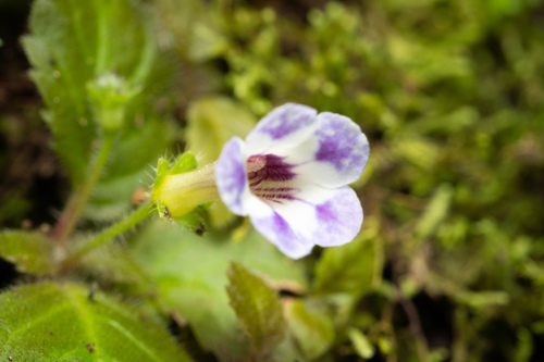 Diastema vexans, photograph 2