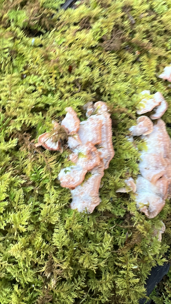 Trembling Crust