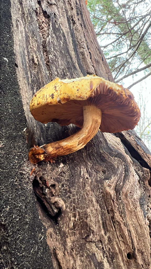Agaricineae