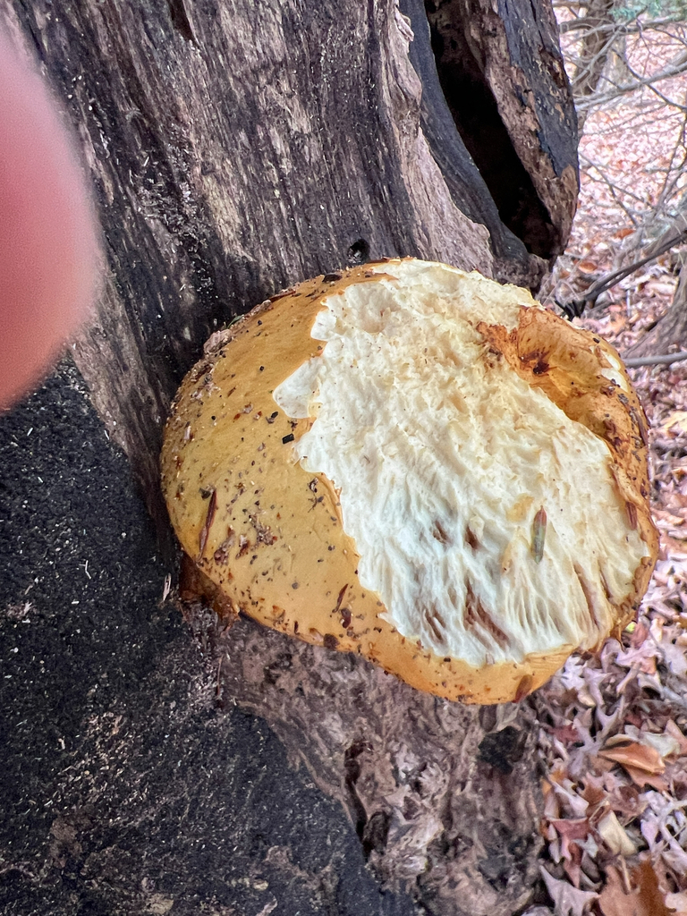 Agaricineae