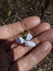 Carlowrightia neesiana