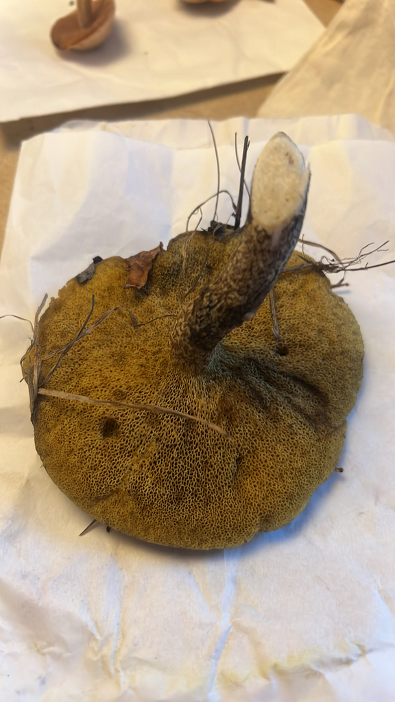 Chicken Fat Mushroom