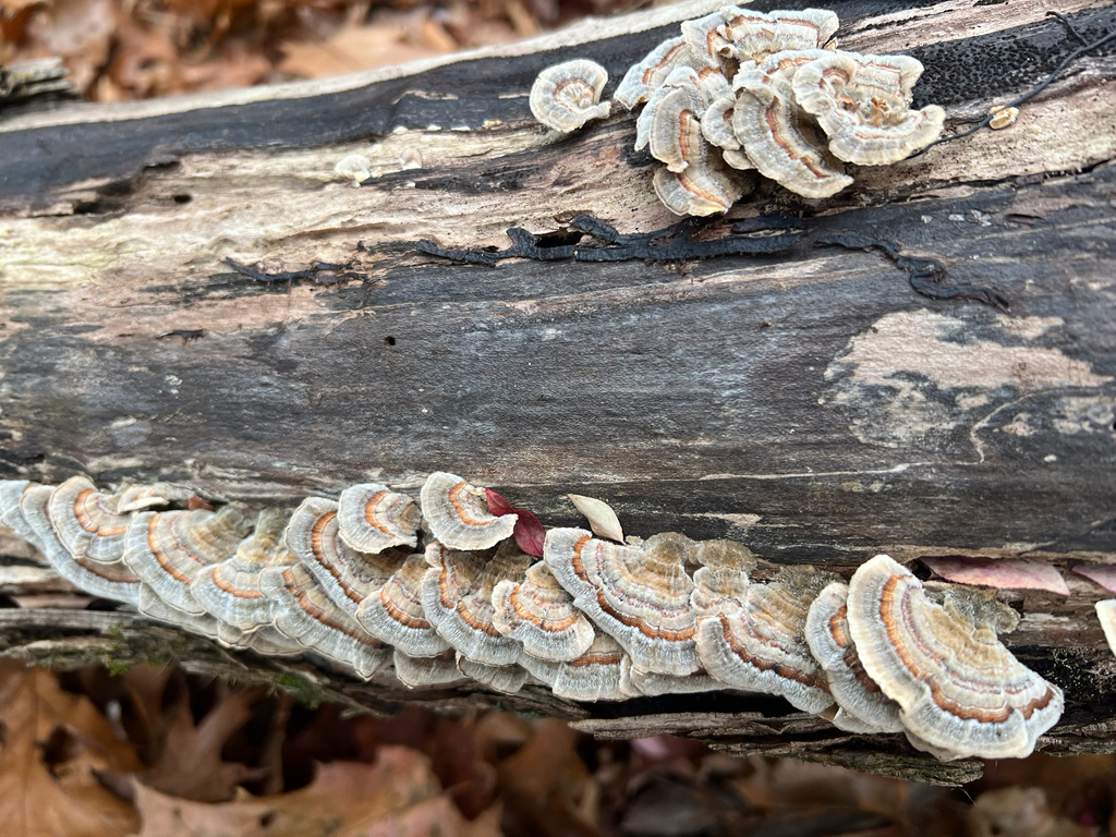 turkey-tail