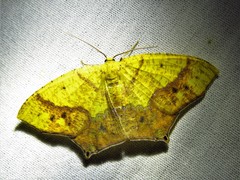 Epigynopteryx