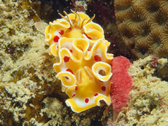 Ardeadoris cruenta