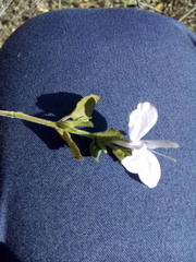 Carlowrightia neesiana