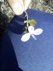 Carlowrightia neesiana