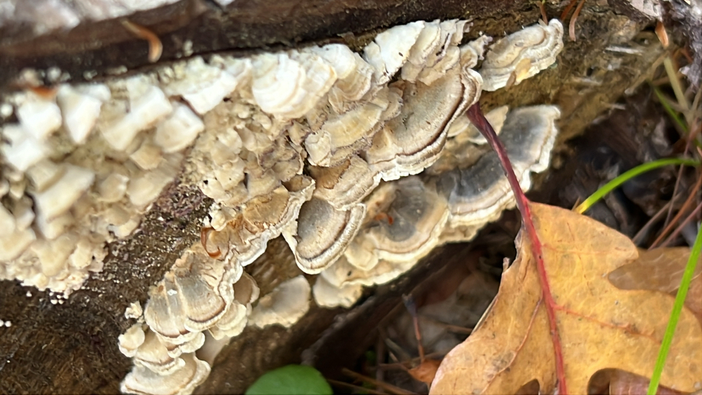 turkey-tail
