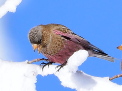 Leucosticte australis