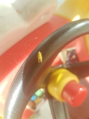 Gymnobathra flavidella