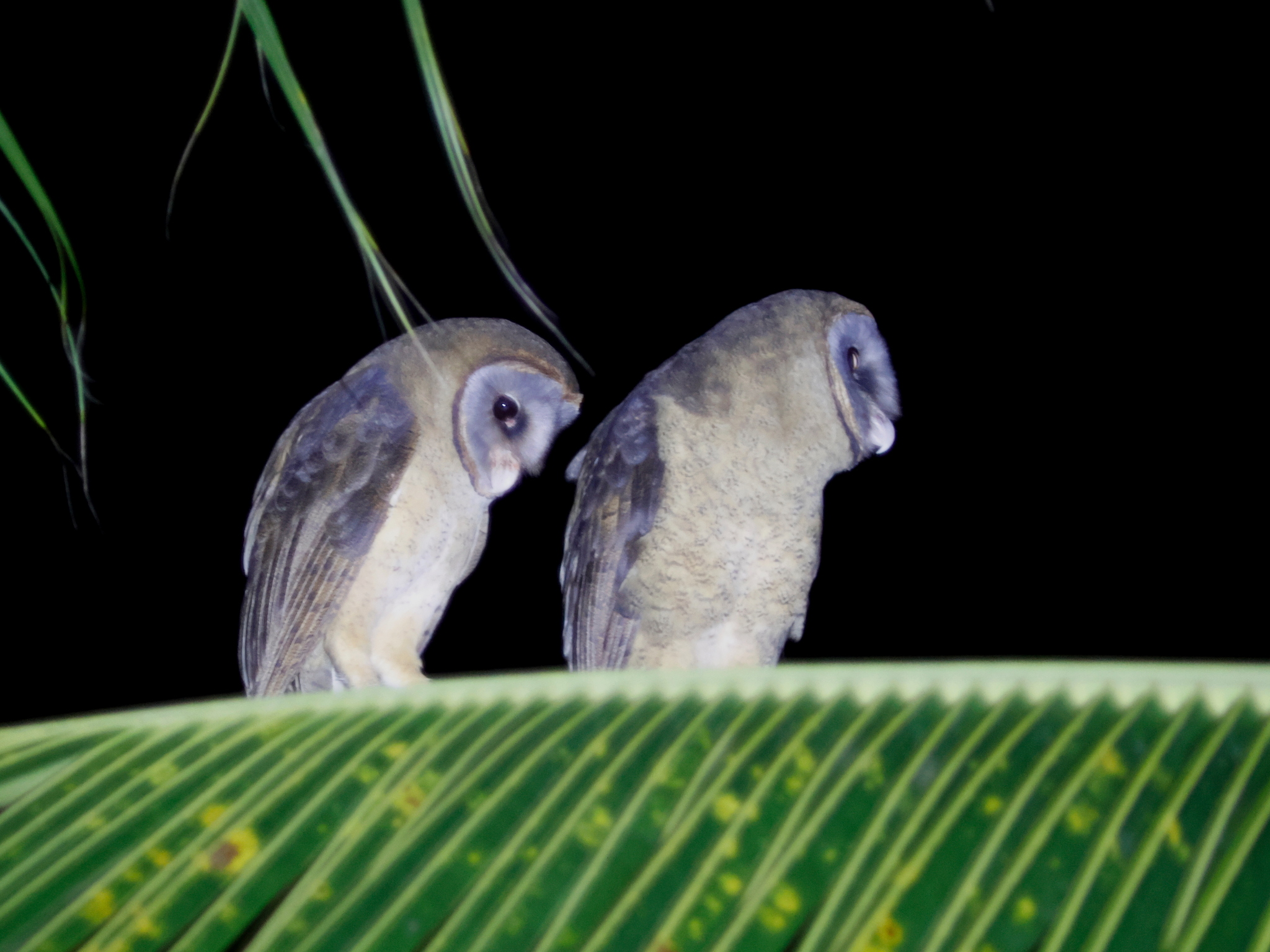 Ashy-faced Owl (Tyto glaucops), photo 6
