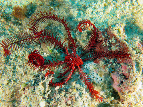 Comatula pectinata · iNaturalist