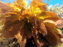 Prothalotia pulcherrima