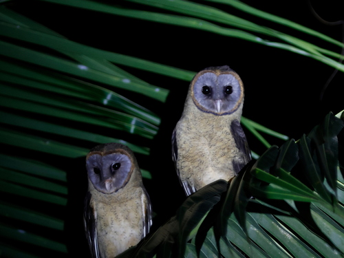Ashy-faced Owl (Tyto glaucops), photo 4