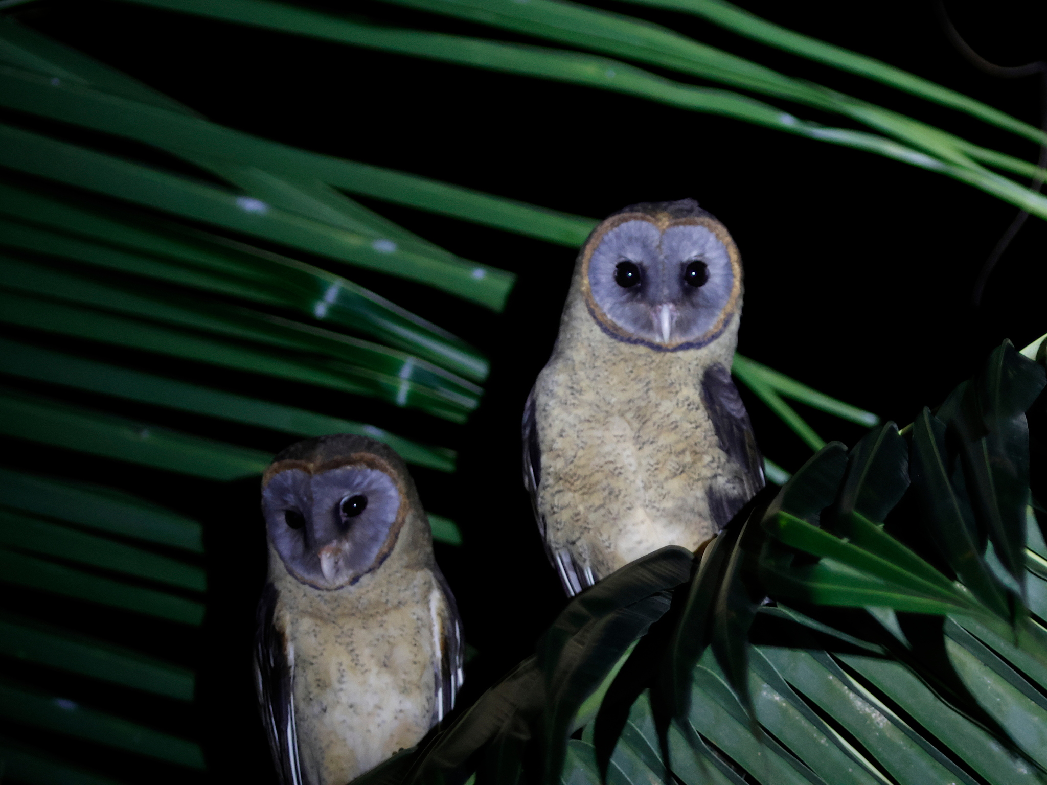 Ashy-faced Owl (Tyto glaucops), photo 5