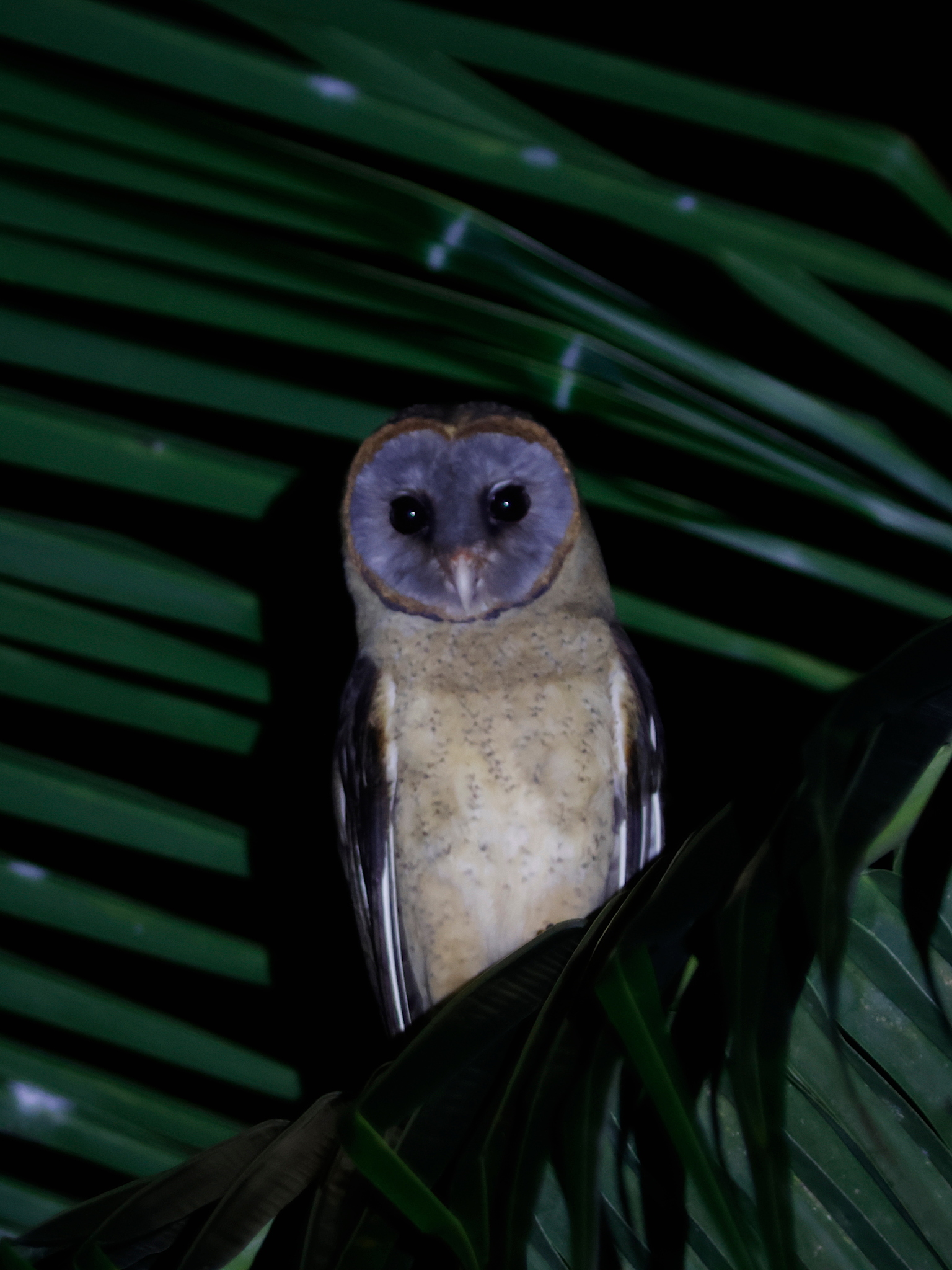 Ashy-faced Owl (Tyto glaucops), photo 7