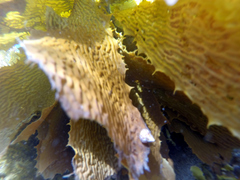 Prothalotia pulcherrima