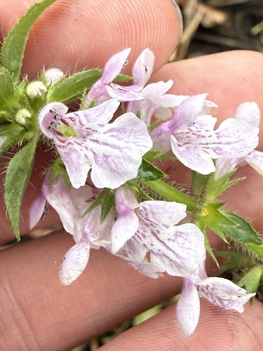 marsh hedge nettle (Stachys hispida)