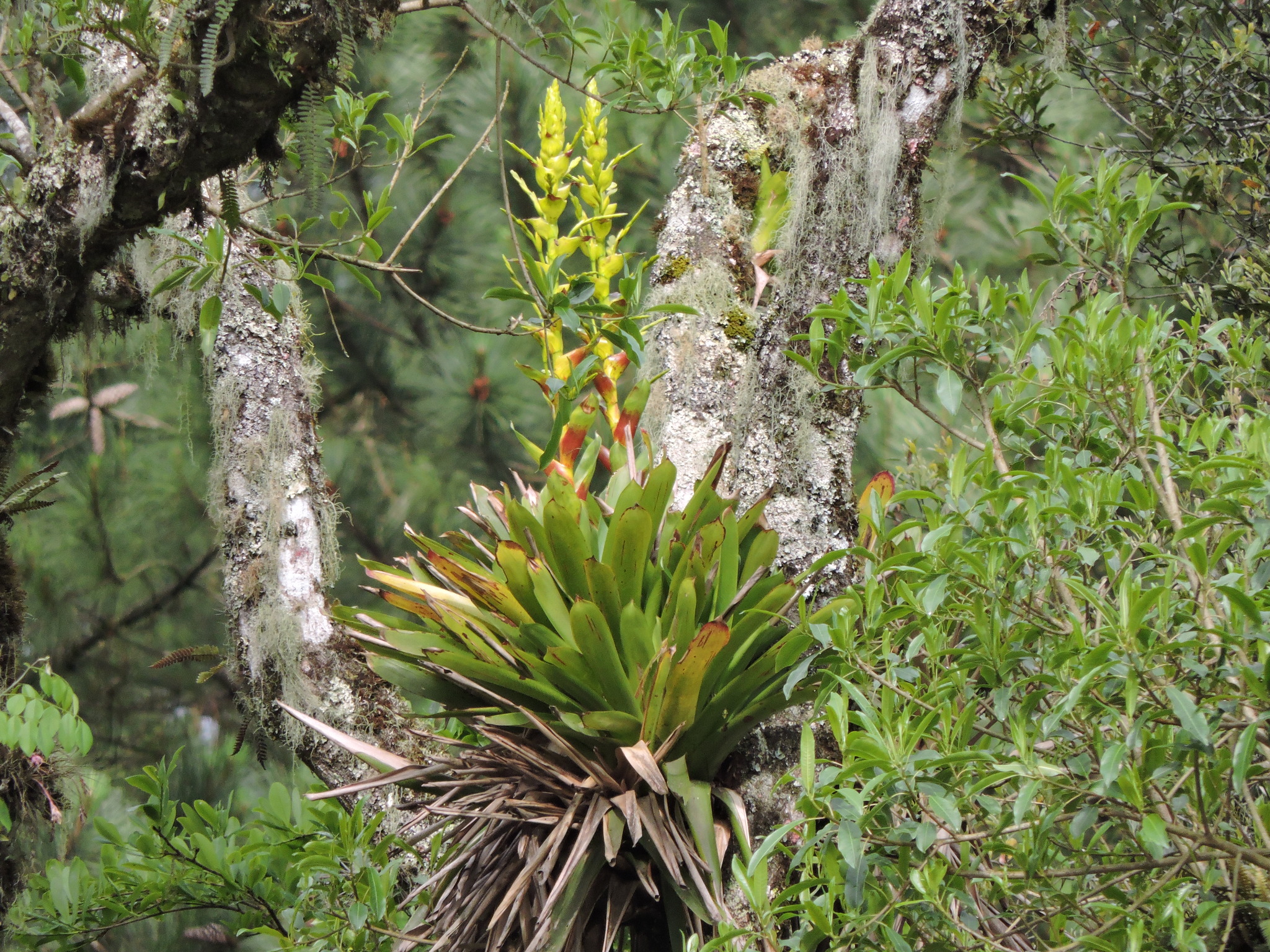 Vriesea reitzii