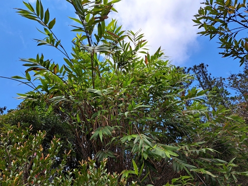 Greslania rivularis observed 2025-10-27