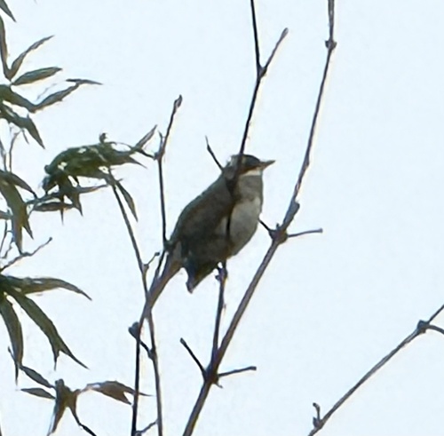Light-vented Bulbul