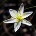 Thelionema umbellatum - Photo (c) Petra Holland, some rights reserved (CC BY-NC), uploaded by Petra Holland