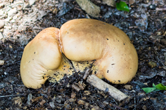 Calvatia rugosa