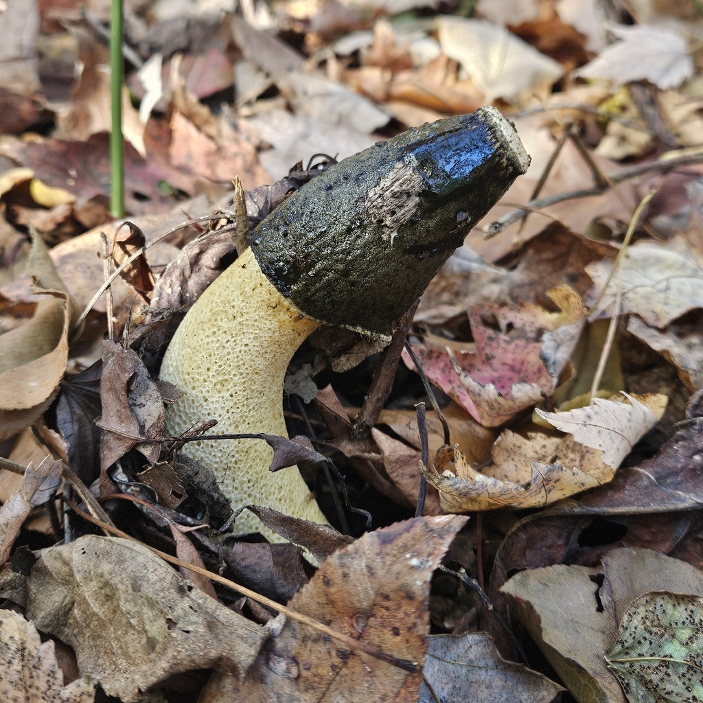 Phallus ravenelii · November 2025 · photo: © spcxplorer (iNaturalist, cc-by)