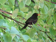 Turdus merula