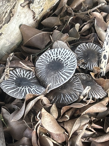 Agaricus rotalis, 2025-11-03