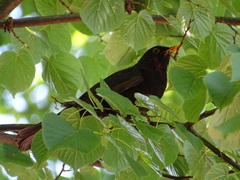 Turdus merula