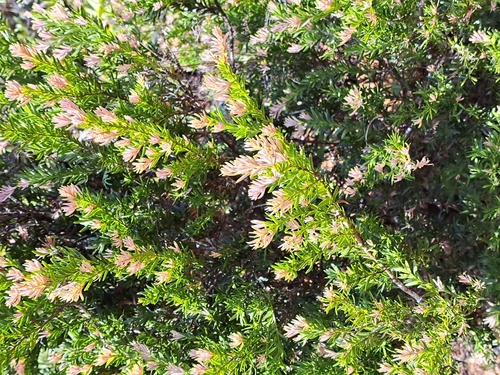 Falcatifolium taxoides observed 2025-10-27