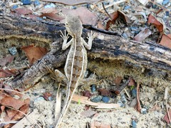 Diporiphora australis