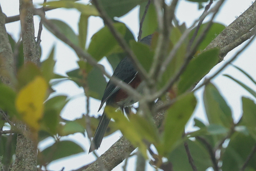 Bay-chested Warbling Finch (Castanozoster thoracicus), photo 7