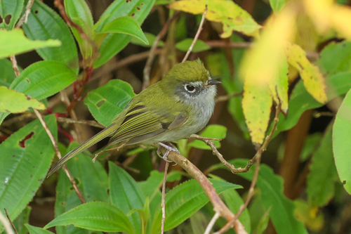 Serra do Mar Bristle Tyrant (Pogonotriccus difficilis), photo 7
