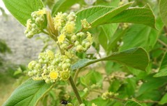 Colubrina yucatanensis