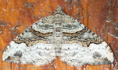 Xanthorhoe defensaria