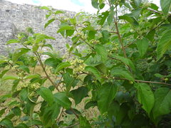 Colubrina yucatanensis