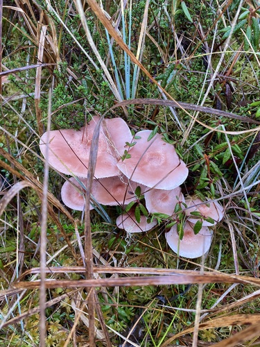 Hygrophorus erubescens — (c) Daniel Kennedy, some rights reserved (CC BY)